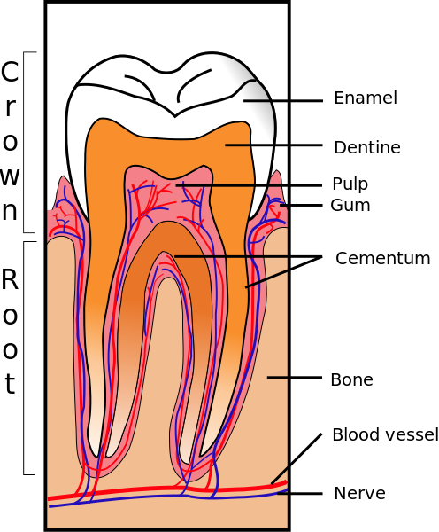 ملف:Tooth Section.svg
