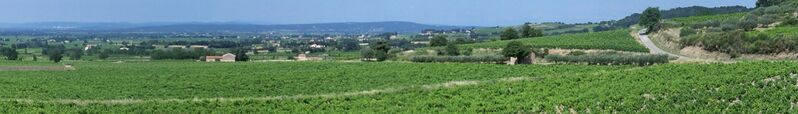 ملف:Vignobles de Rasteau (cropped).jpg