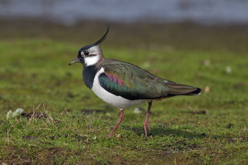 ملف:Northern-Lapwing-Vanellus-vanellus.jpg