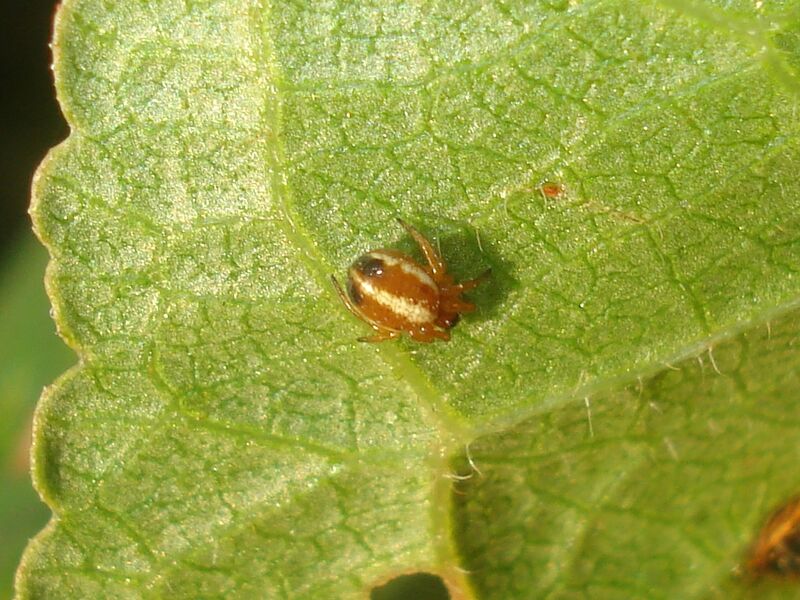 ملف:Singa nitidula 02.JPG