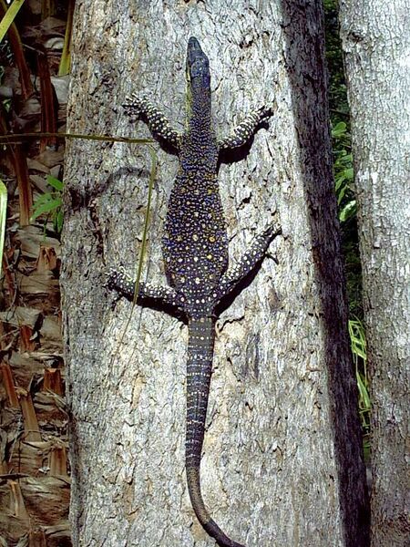 ملف:Varanus varius1.jpg