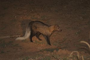 White-tailed mongoose (Ichneumia albicauda).JPG