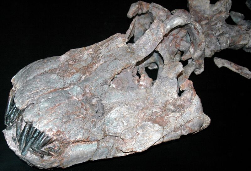 ملف:Apatosaurus ajax skull.jpg