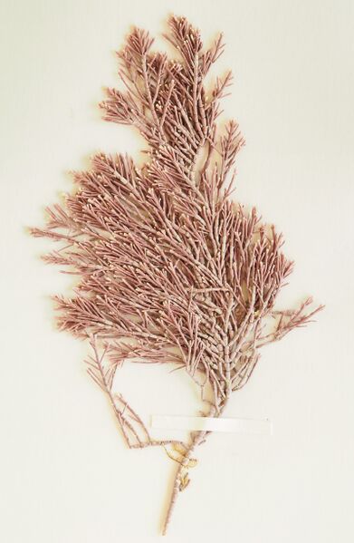 ملف:Ellisolandia elongata 19880601 a.jpg