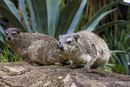 Hyrax Family.jpg
