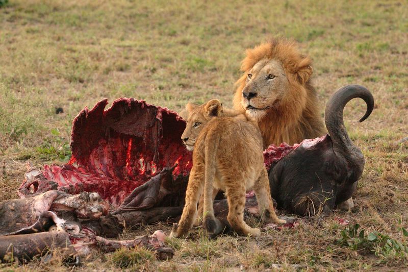 ملف:Male Lion and Cub Chitwa South Africa Luca Galuzzi 2004.JPG