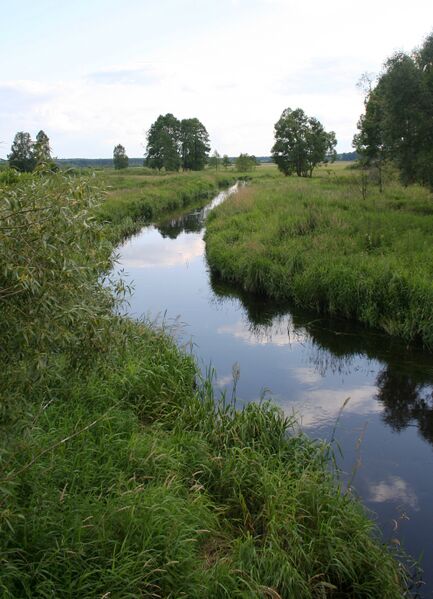 ملف:Nurczyk 11.07.2009 p.jpg