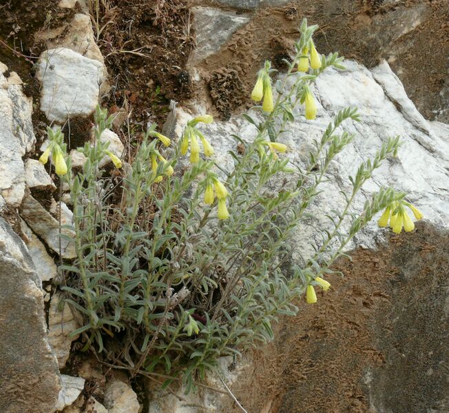 ملف:Onosma heterophylla.JPG
