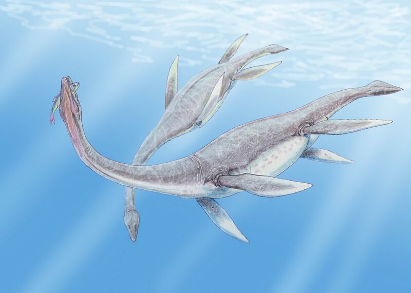 ملف:Plesiosaurus 3DB.jpg