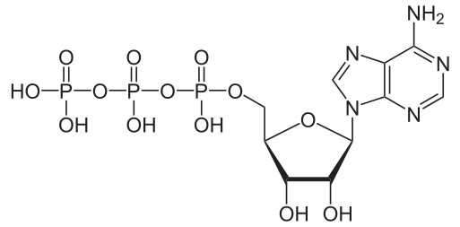 ملف:Adenosintriphosphat protoniert.svg