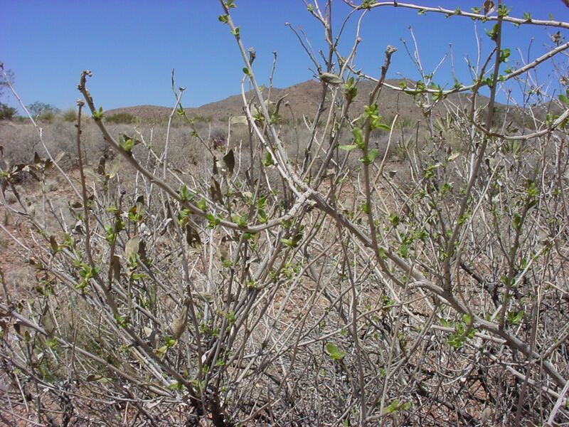 ملف:Flourensia cernua.jpg