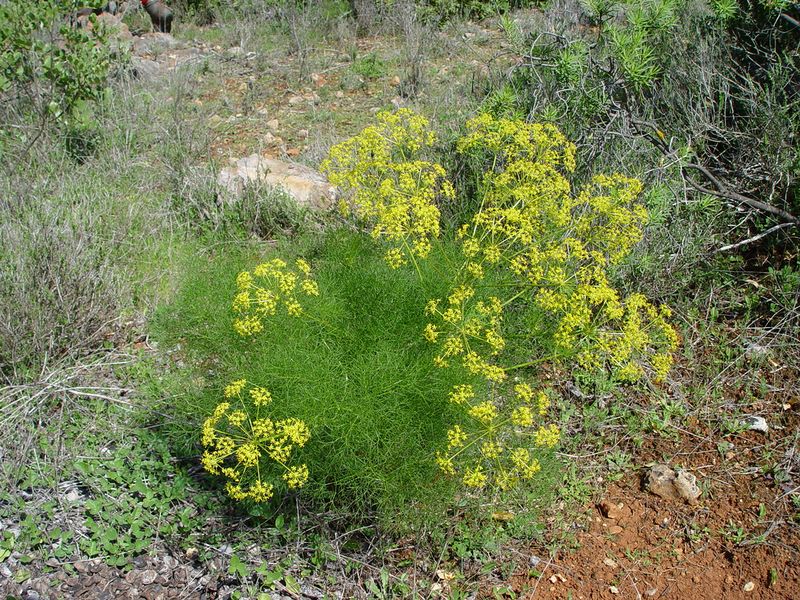 ملف:Foeniculum vulgare.JPG