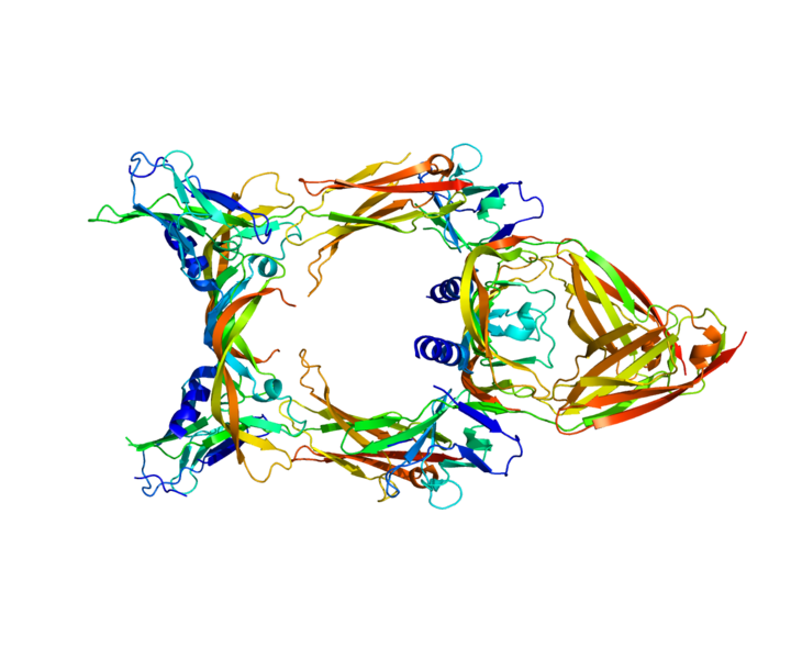 ملف:Protein VEGFC PDB 2X1W.png