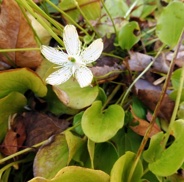 ملف:Parnassia grandifolia.jpg