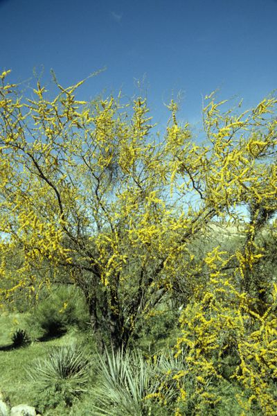 ملف:Acacia constricta WPC.jpg