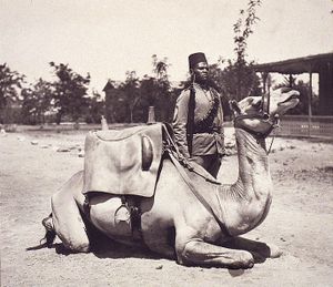 Sitting camel, with soldier behind. Holding a rifle at the slope and wearing a fez. Buildings in the background