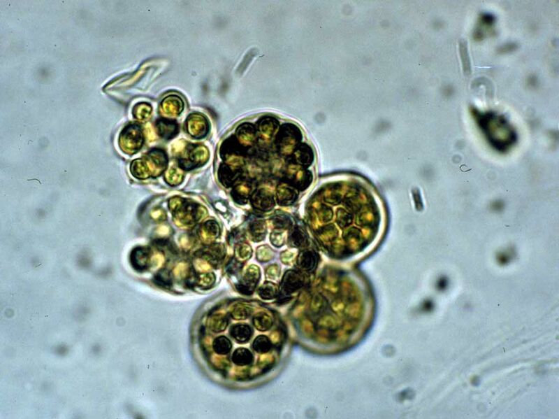 ملف:Coelastrum microporum EPA.jpg