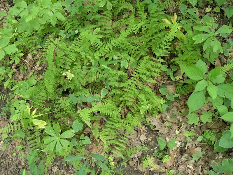 ملف:Cystopteris bulbifera RT.jpg