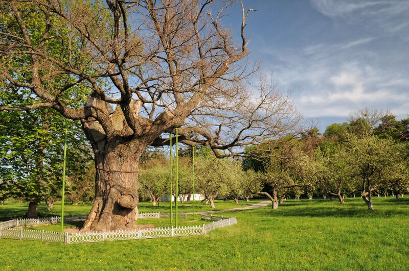 ملف:Duby Szewczenki Cherk-247.JPG