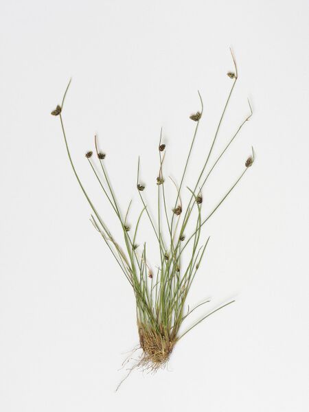 ملف:Isolepis setacea.jpeg