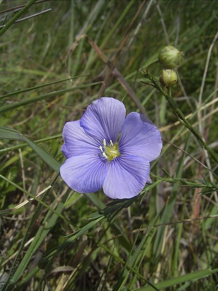 ملف:Linum austriacum flora2.jpg