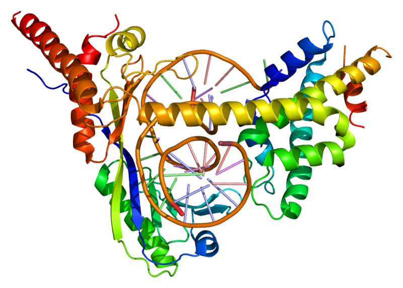 ملف:Protein DRAP1 PDB 1jfi.png