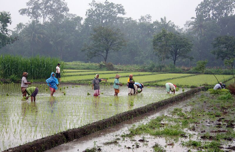 ملف:Rice plantation in Java.jpg