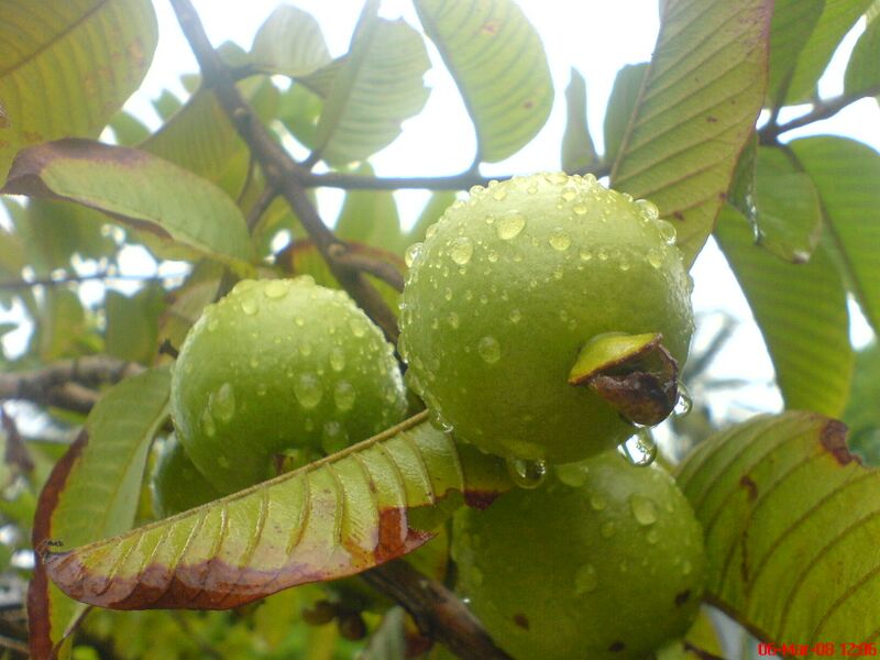 ملف:Apple Guava.jpg