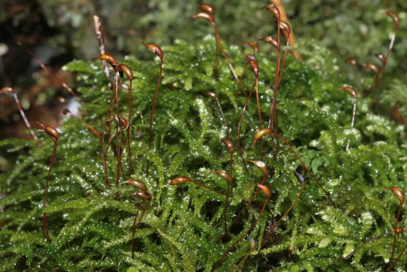 ملف:Eurhynchium angustirete IMG 8559.JPG