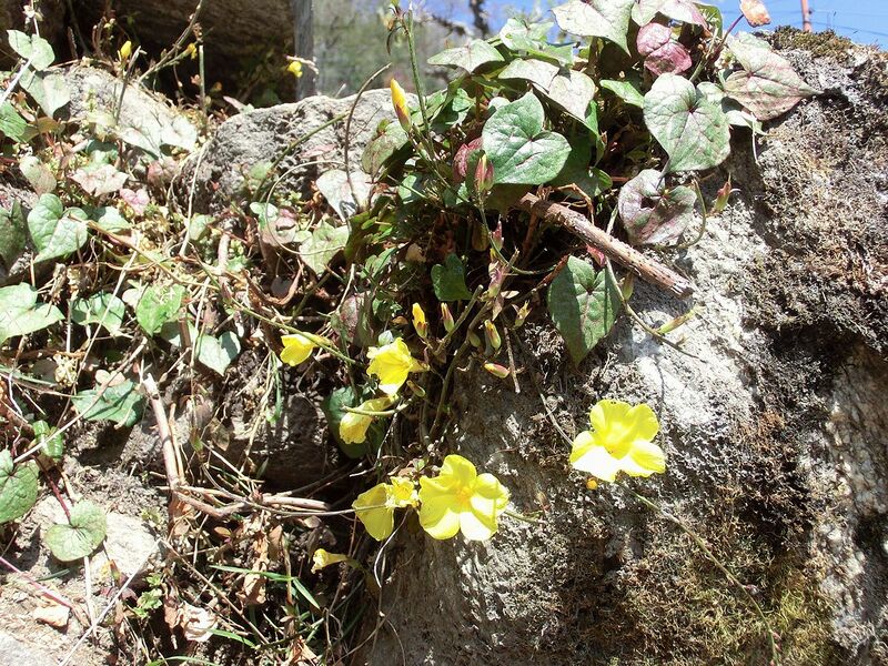 ملف:Herpetospermum pedunculosum Nepal.JPG