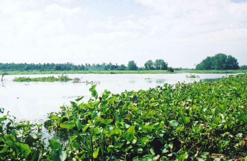 ملف:Khun Thale swamp.jpg