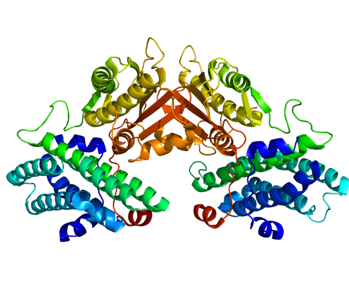 ملف:Protein PDK4 PDB 2E0A.png