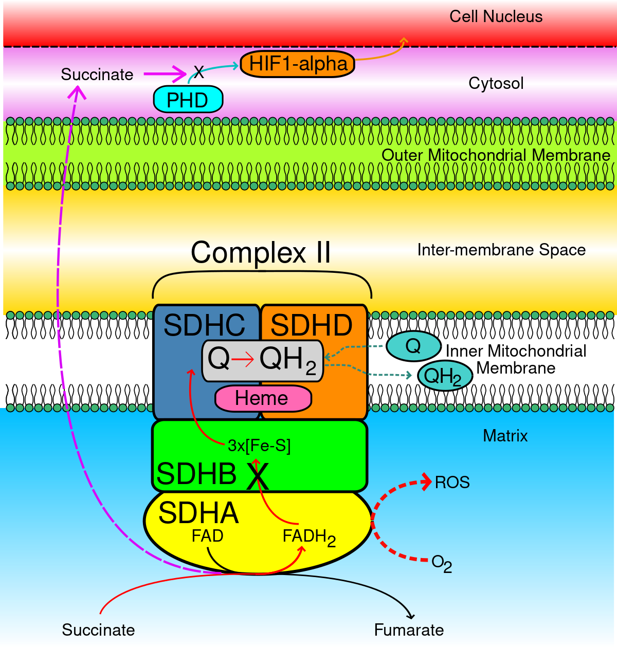 SDHB - المعرفة