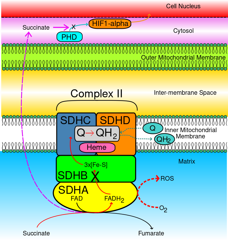 SDHB - المعرفة