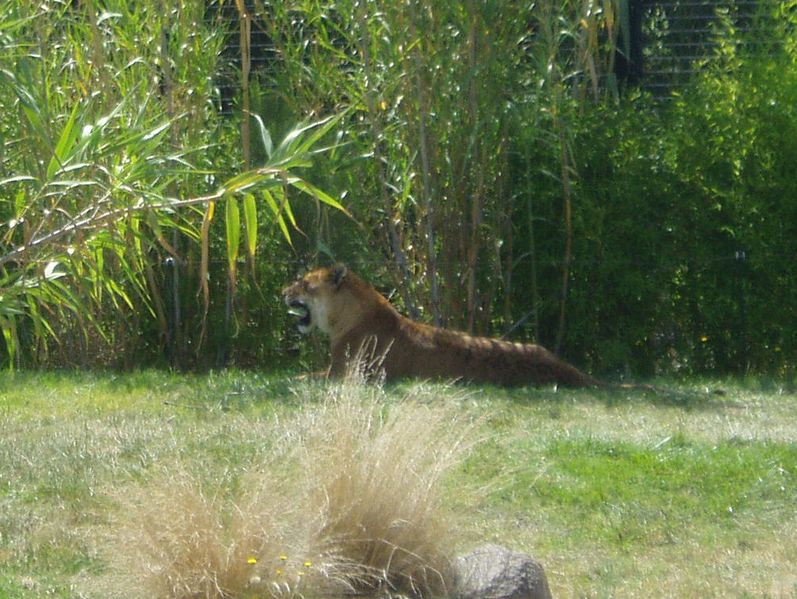 ملف:Tigon2.jpg