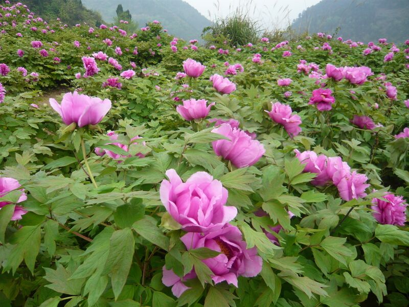 ملف:山野中的太平牡丹.JPG