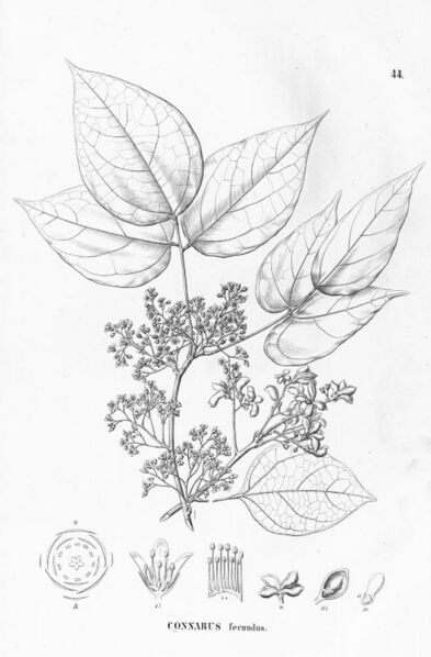 ملف:Connarus fecundus.jpg