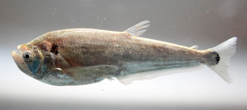 ملف:Cynodon gibbus.jpg