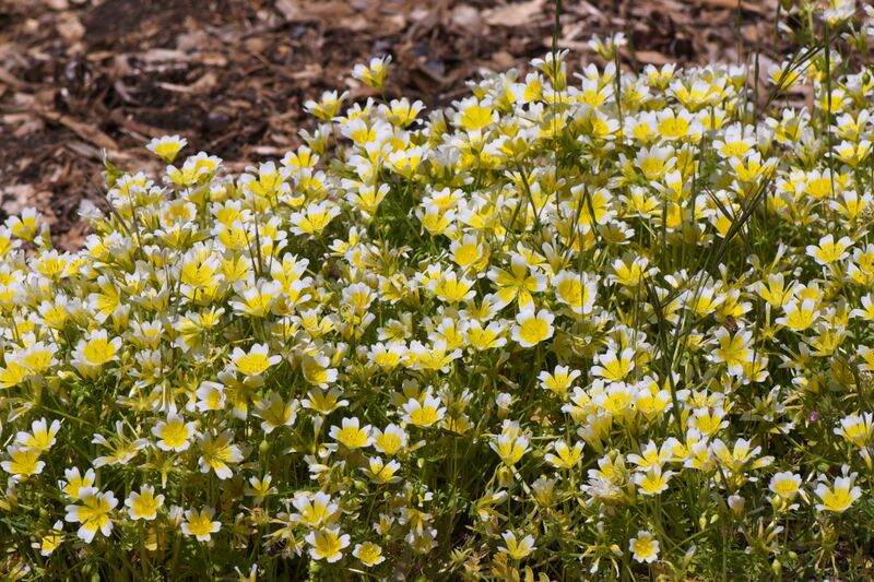 ملف:Limnanthes douglasii.jpg