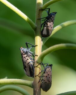 Adult spotted lanternflies in Brooklyn Botanic Garden
