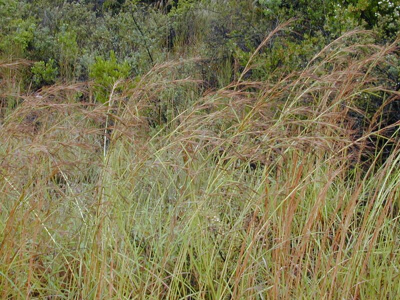 ملف:Starr 011205-0111 Hyparrhenia rufa.jpg