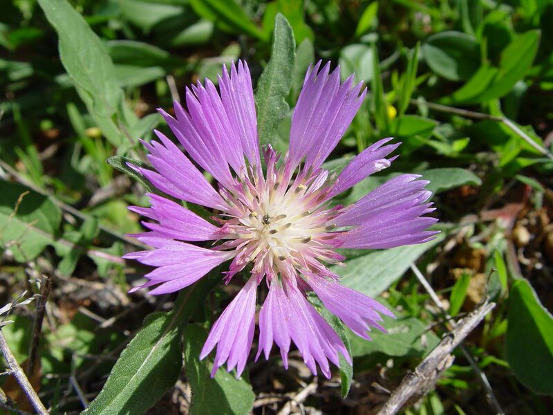 ملف:Centaurea pullata b.JPG