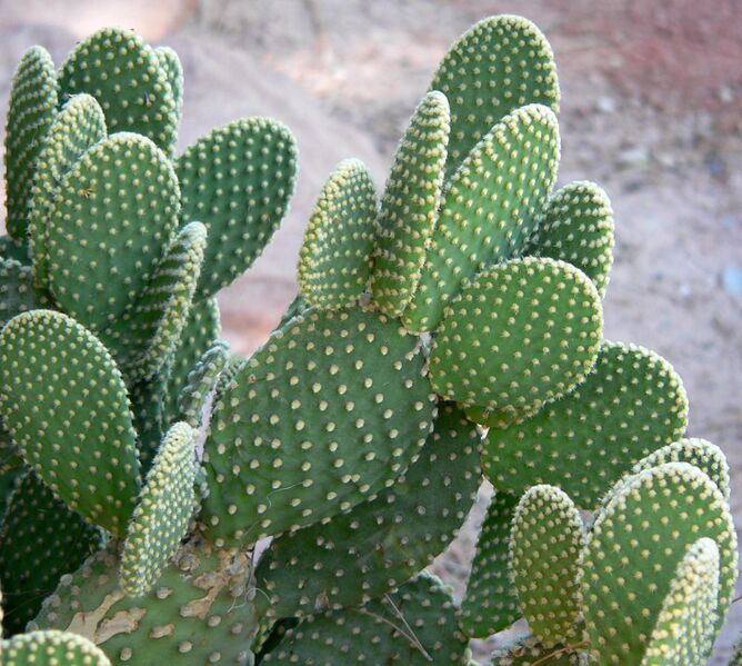 ملف:Opuntia microdasys 3.jpg