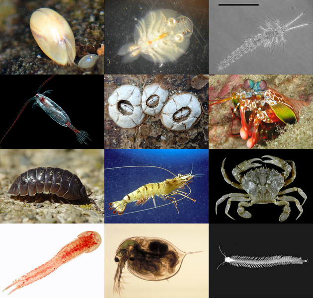 ملف:Crustacea collage.png