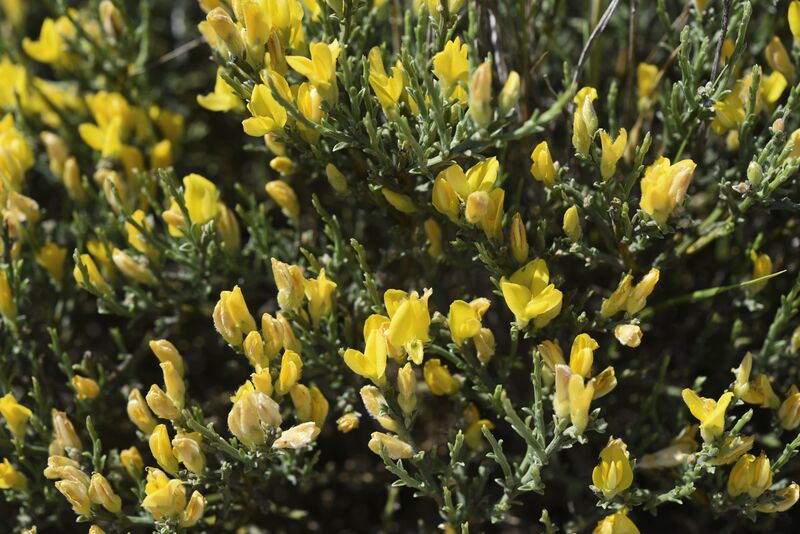 ملف:Genêt de Villars.jpg