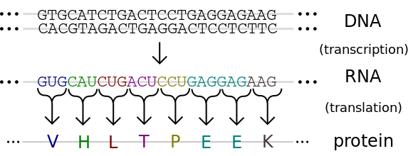 ملف:Genetic code.svg