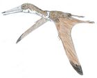 Kryptodrakon progenitor
