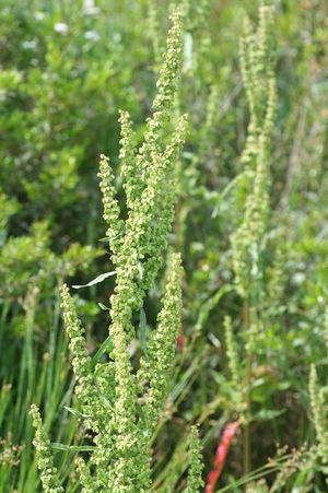 Rumex crispus15052006 inflorescence.JPG