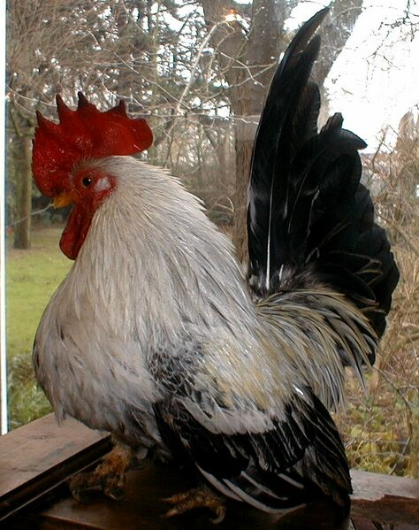 ملف:Chabo Haantje.jpg