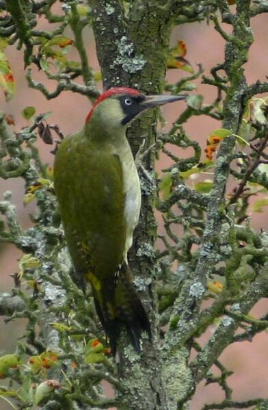 ملف:Grünspecht Picus viridis.jpg